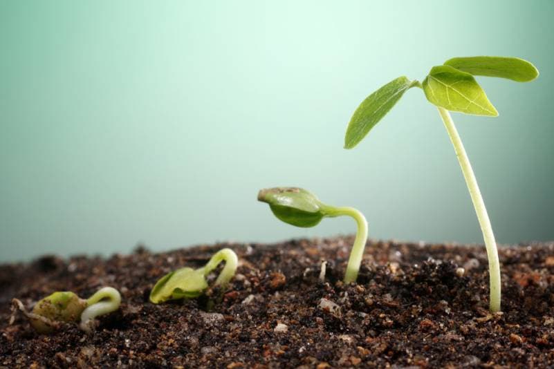 Sprouts growing